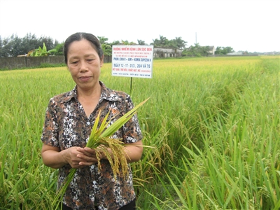 Ruộng lúa 3 sào bị lùn sọc đen nặng, sau khi dùng thuốc Exin cho năng suất 250kg/sào.